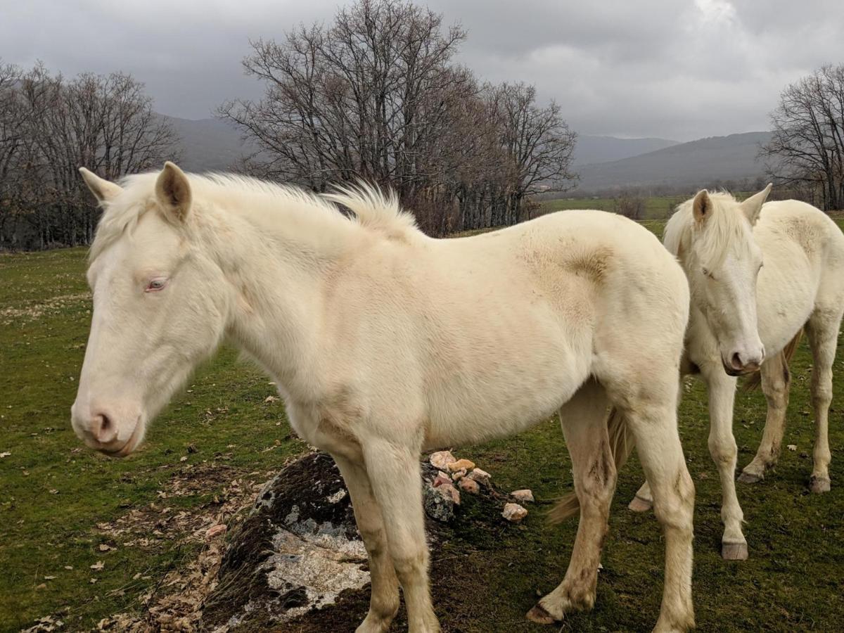 Casa Rural Fuente Del Arca Montejo モンテホ・デ・ラ・シエラ エクステリア 写真